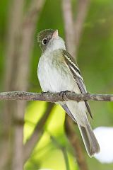 Acadian Flycatcher