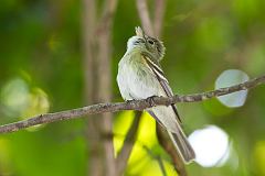 Acadian Flycatcher