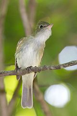 Acadian Flycatcher