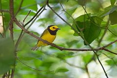 Hooded Warbler