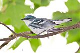 Cerulean Warbler