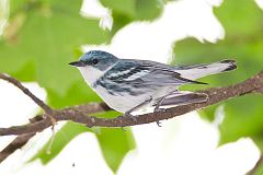 Cerulean Warbler