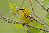 Prairie Warbler