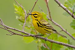 Prairie Warbler