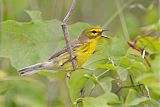 Prairie Warbler