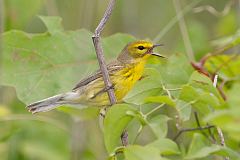 Prairie Warbler