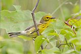 Prairie Warbler