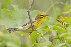 Prairie Warbler