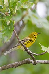 Prairie Warbler