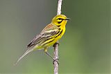 Prairie Warbler