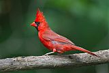 Northern Cardinalborder=