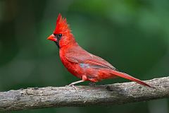 Northern Cardinal