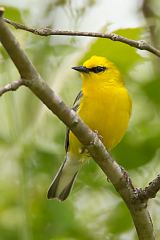 Blue-winged Warbler