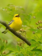 Blue-winged Warbler