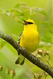 Blue-winged Warbler