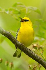 Blue-winged Warbler