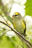 White-eyed Vireo