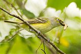 White-eyed Vireo