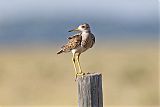 Upland Sandpiper