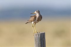 Upland Sandpiper