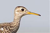 Upland Sandpiper