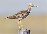 Upland Sandpiper