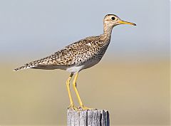 Upland Sandpiper