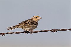 Grasshopper Sparrow