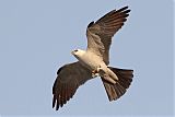 Mississippi Kite