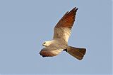 Mississippi Kite