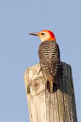 Red-bellied Woodpecker