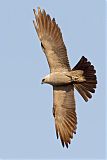 Mississippi Kite