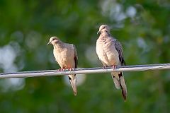 Mourning Dove