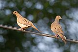 Mourning Dove