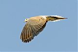 Mourning Dove