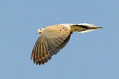 Mourning Dove