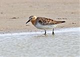 Red-necked Stint