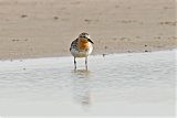 Red-necked Stint