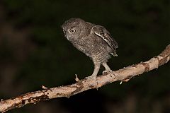 Eastern Screech-Owl