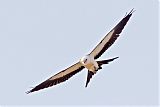 Swallow-tailed Kiteborder=