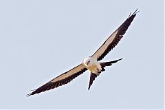 Swallow-tailed Kite