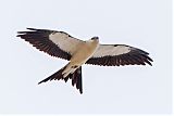 Swallow-tailed Kiteborder=