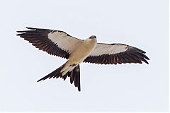 Swallow-tailed Kite