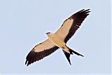 Swallow-tailed Kiteborder=