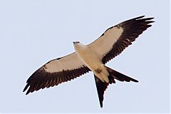 Swallow-tailed Kite