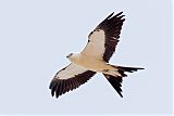 Swallow-tailed Kite