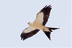 Swallow-tailed Kite