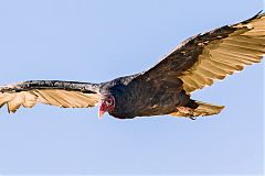 Turkey Vulture