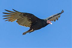 Turkey Vulture