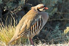 Chukar